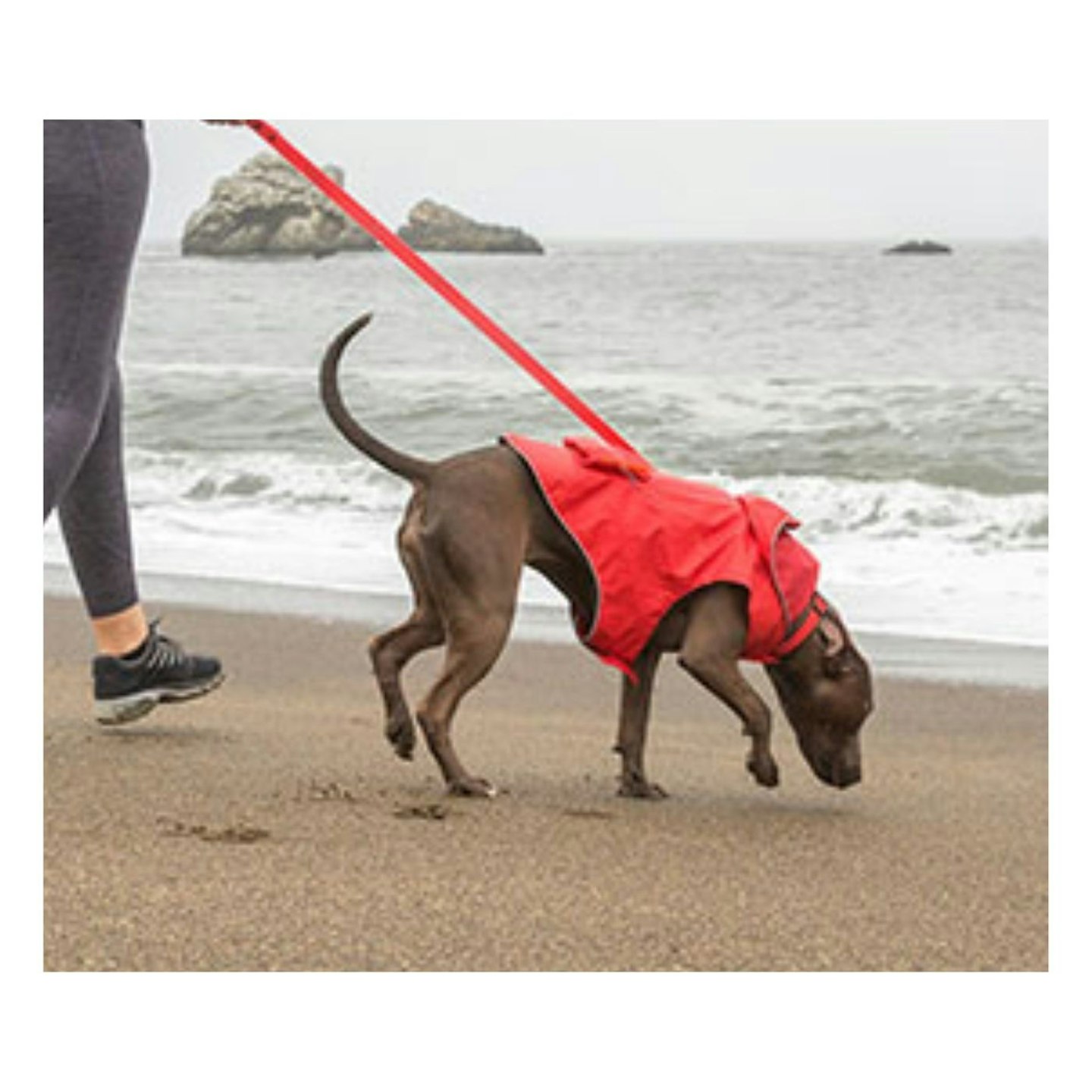 Kong packable dog rain jacket in red