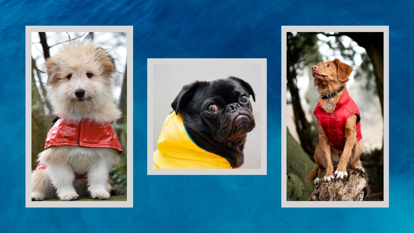 Dogs in dog raincoats on a blue background