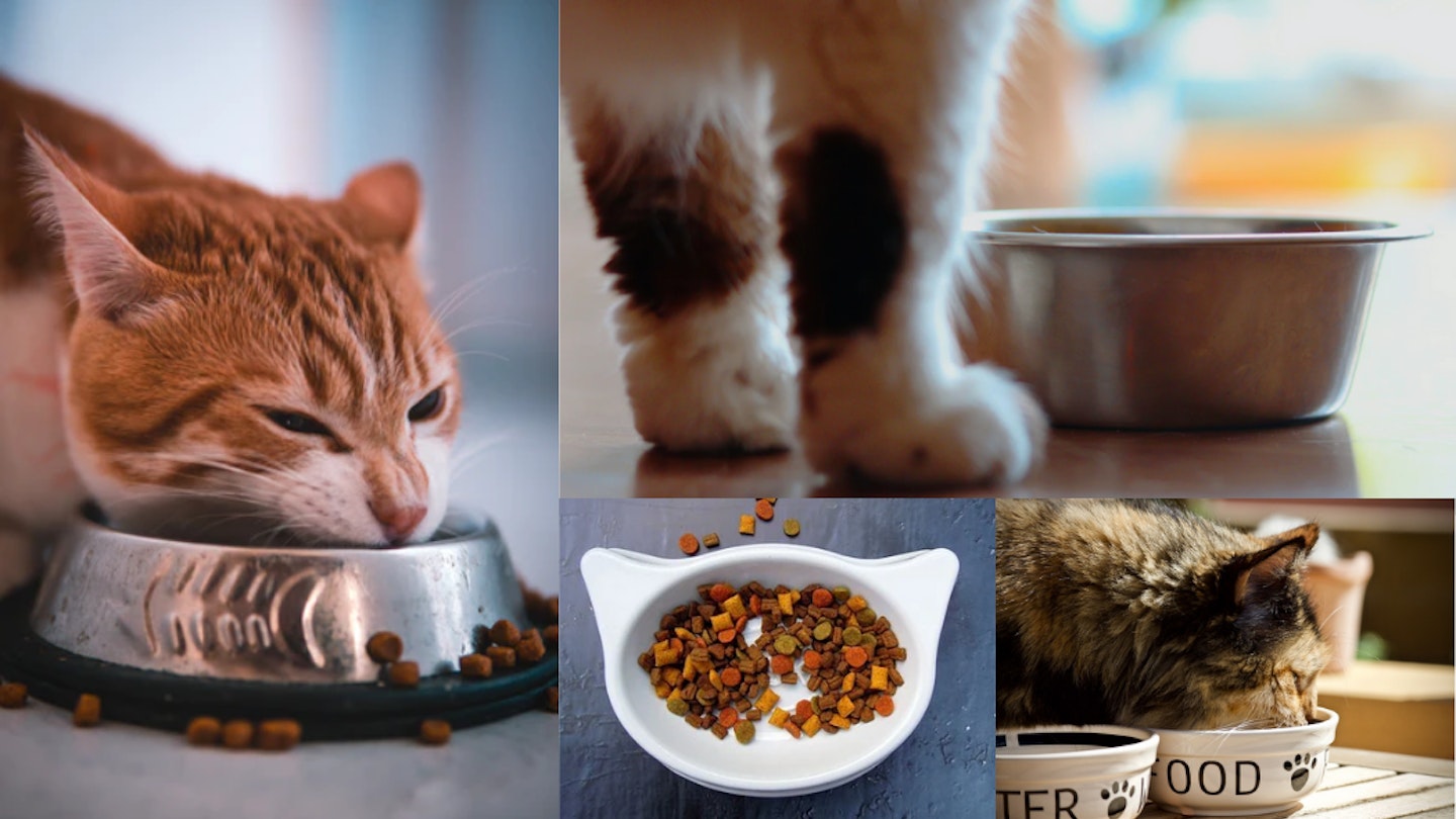 Best Dry Cat Food For Cats Kittens and Senior Cats 2023