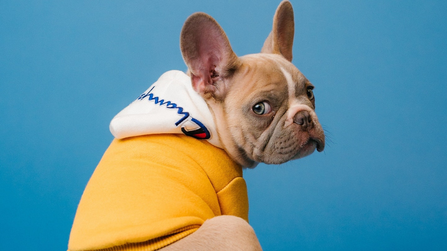The Best Flea Shampoos For Dogs