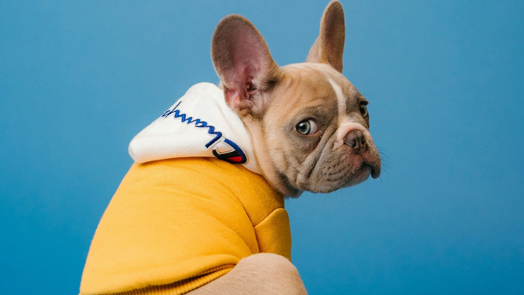 The Best Flea Shampoos For Dogs