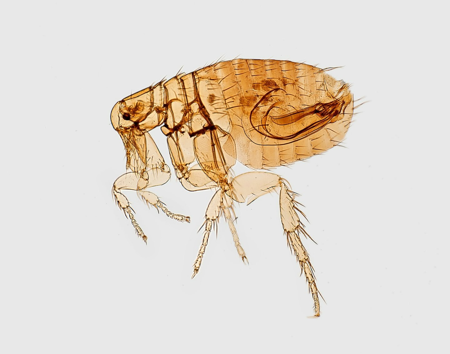 Close up of a flea