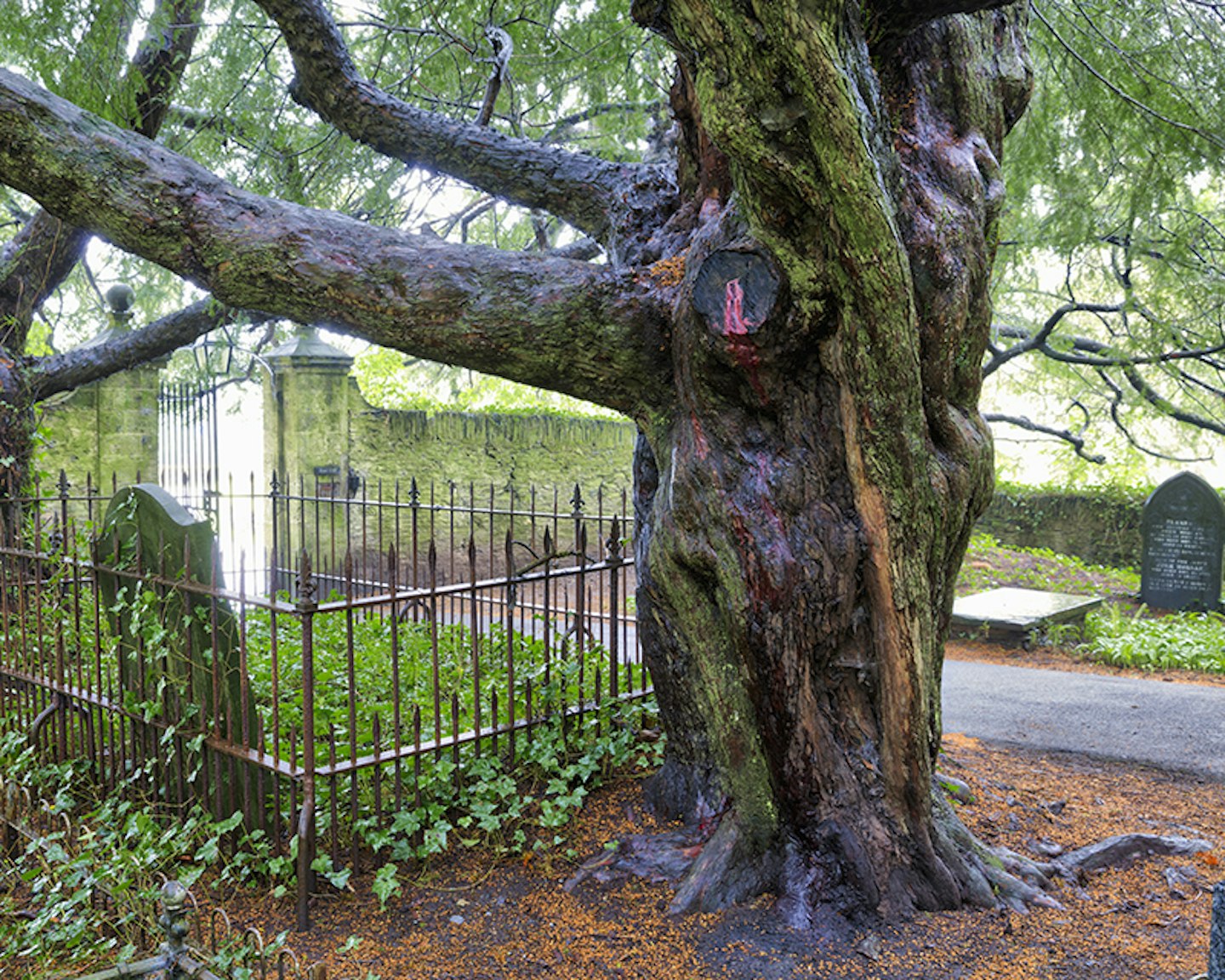 Bleeding Yew