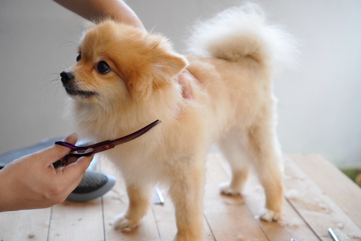 Best Dog Grooming Scissors UK 2023