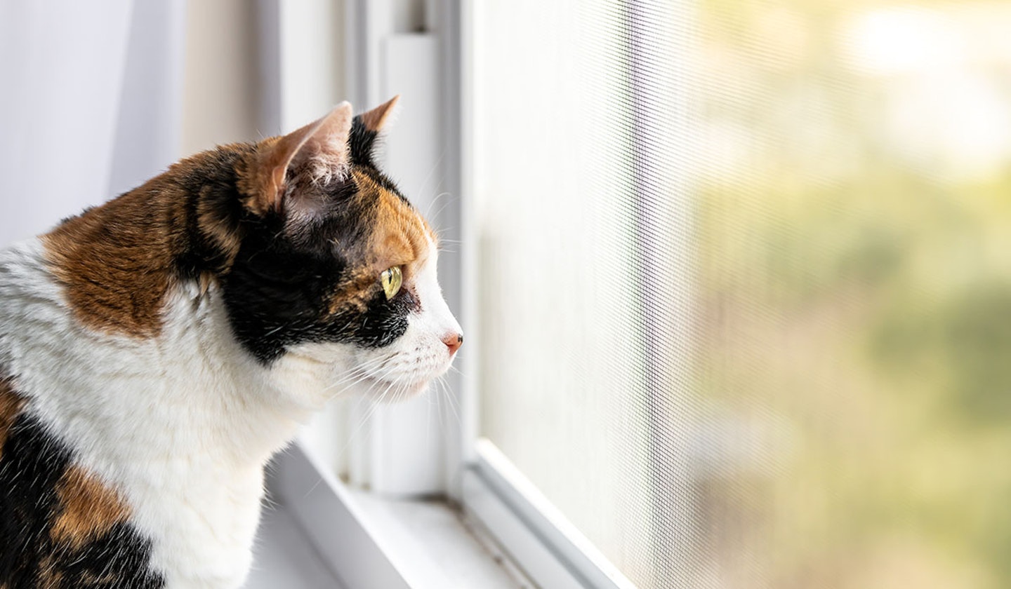 big garden birdwatch 2021 watching birds