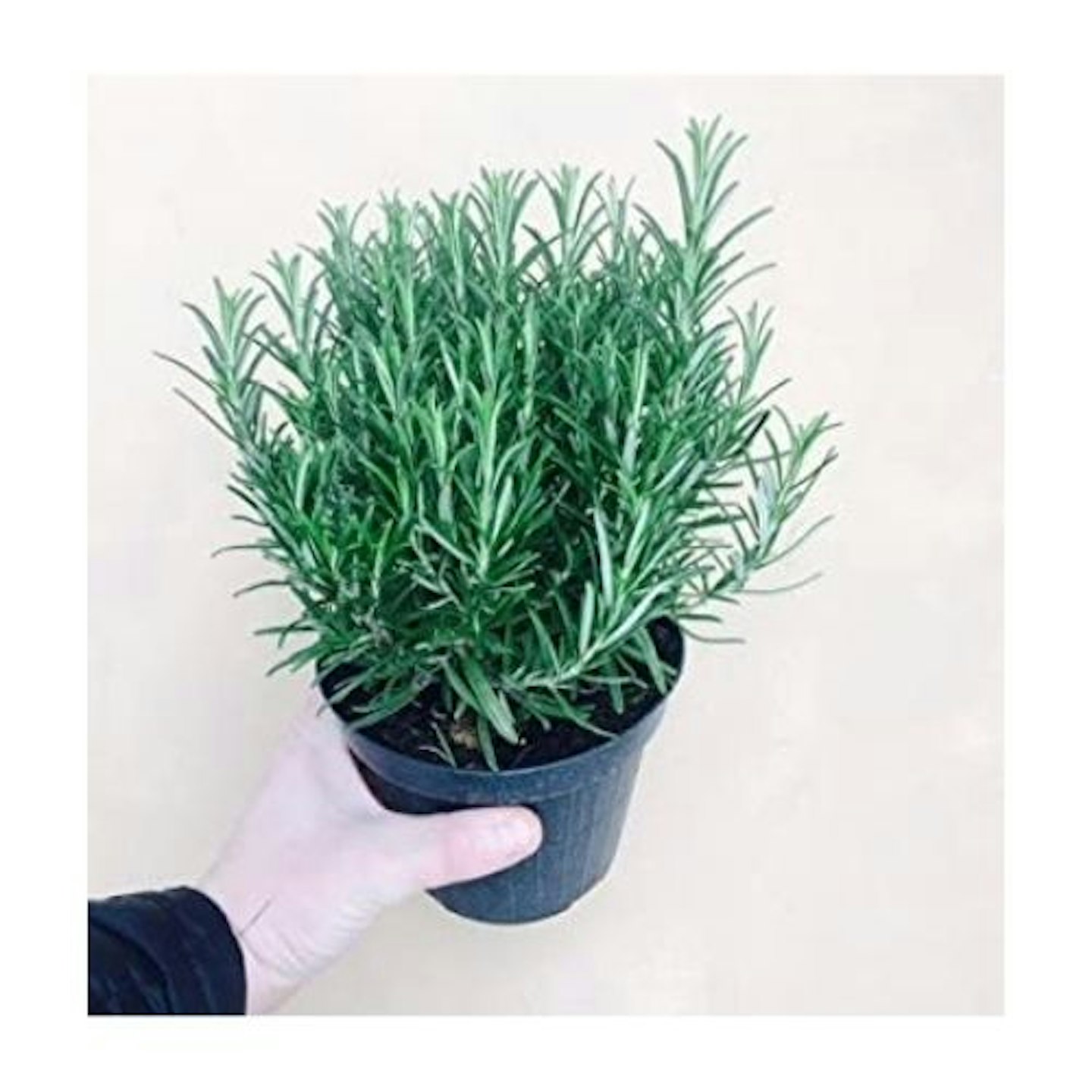 Large Rosemary Herb Plant, Half Litre Pot
