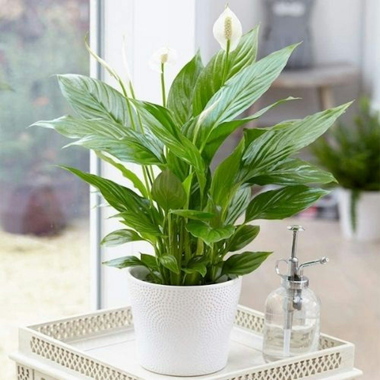 Spathiphyllum 'Peace Lily' Indoor plant, 9cm pot