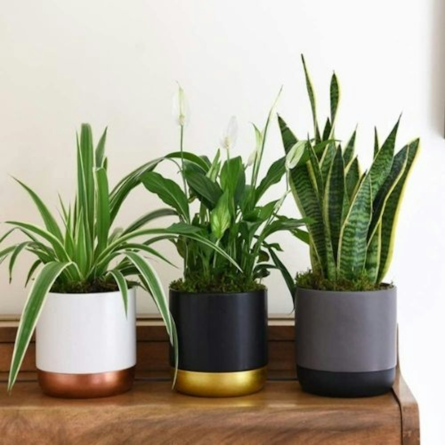Air Purifying Plant Collection, 3 Indoor House Plants