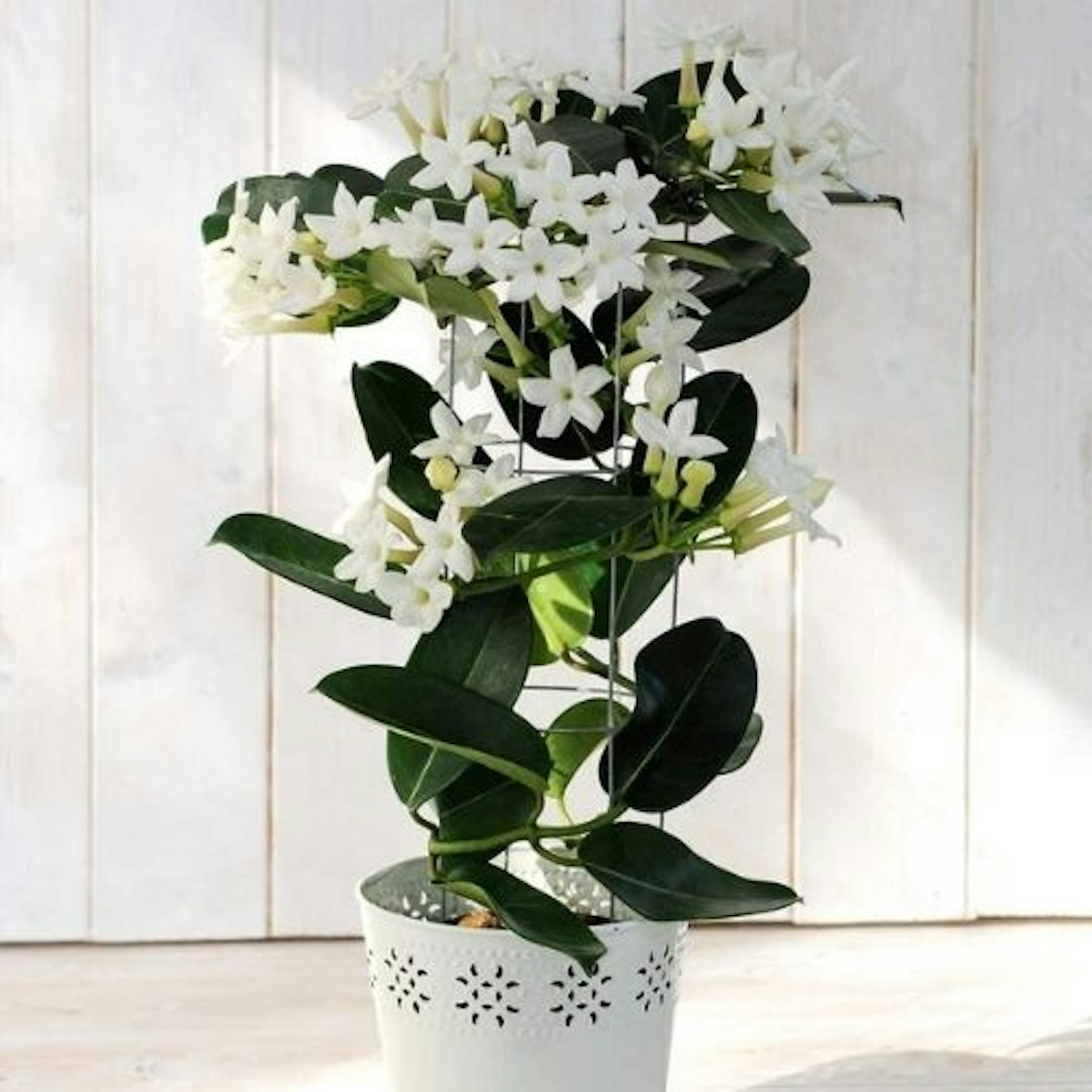 Jasmine on a Hoop Climbing Plant, 12cm pot