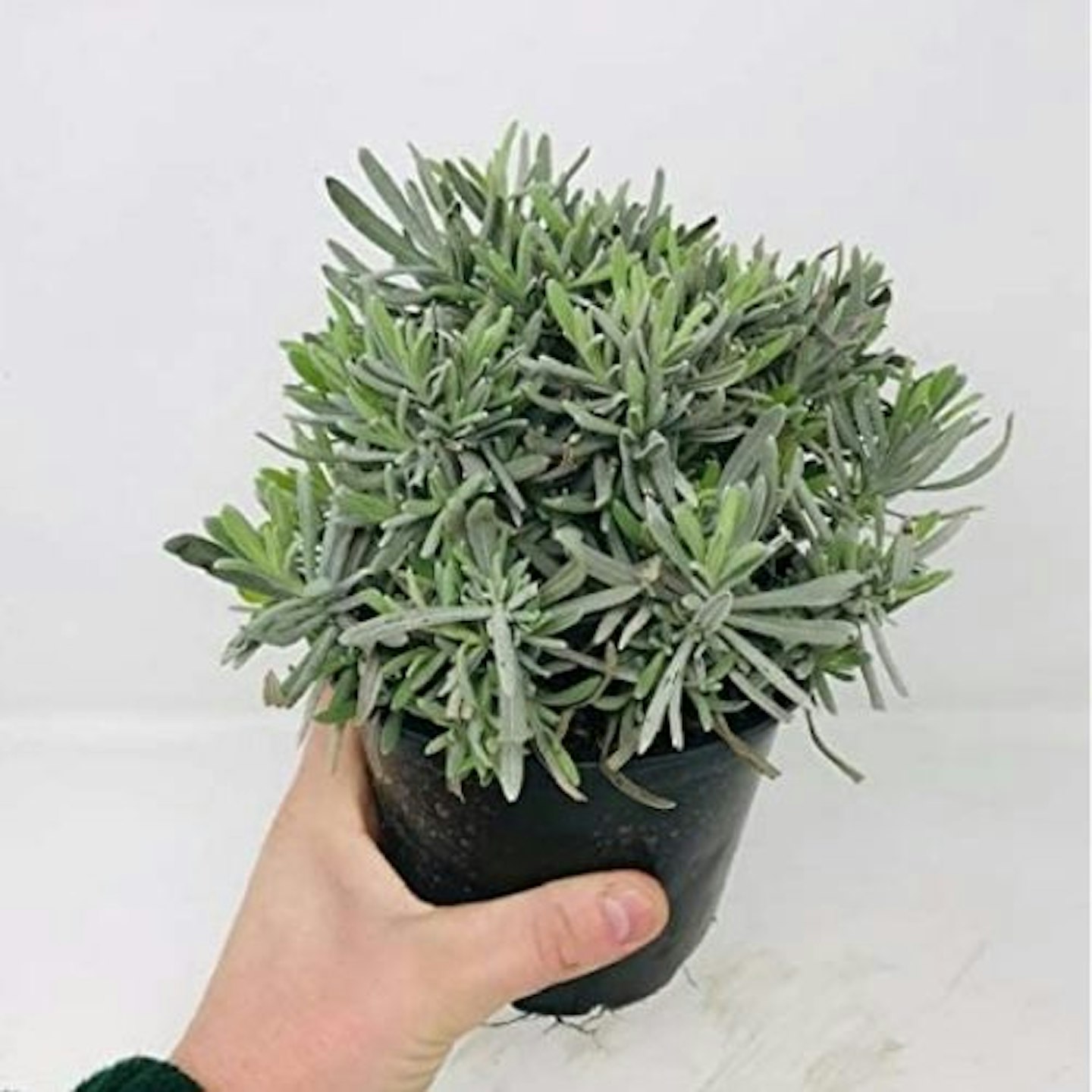 Large Lavender Herb Plant, 14cm pot