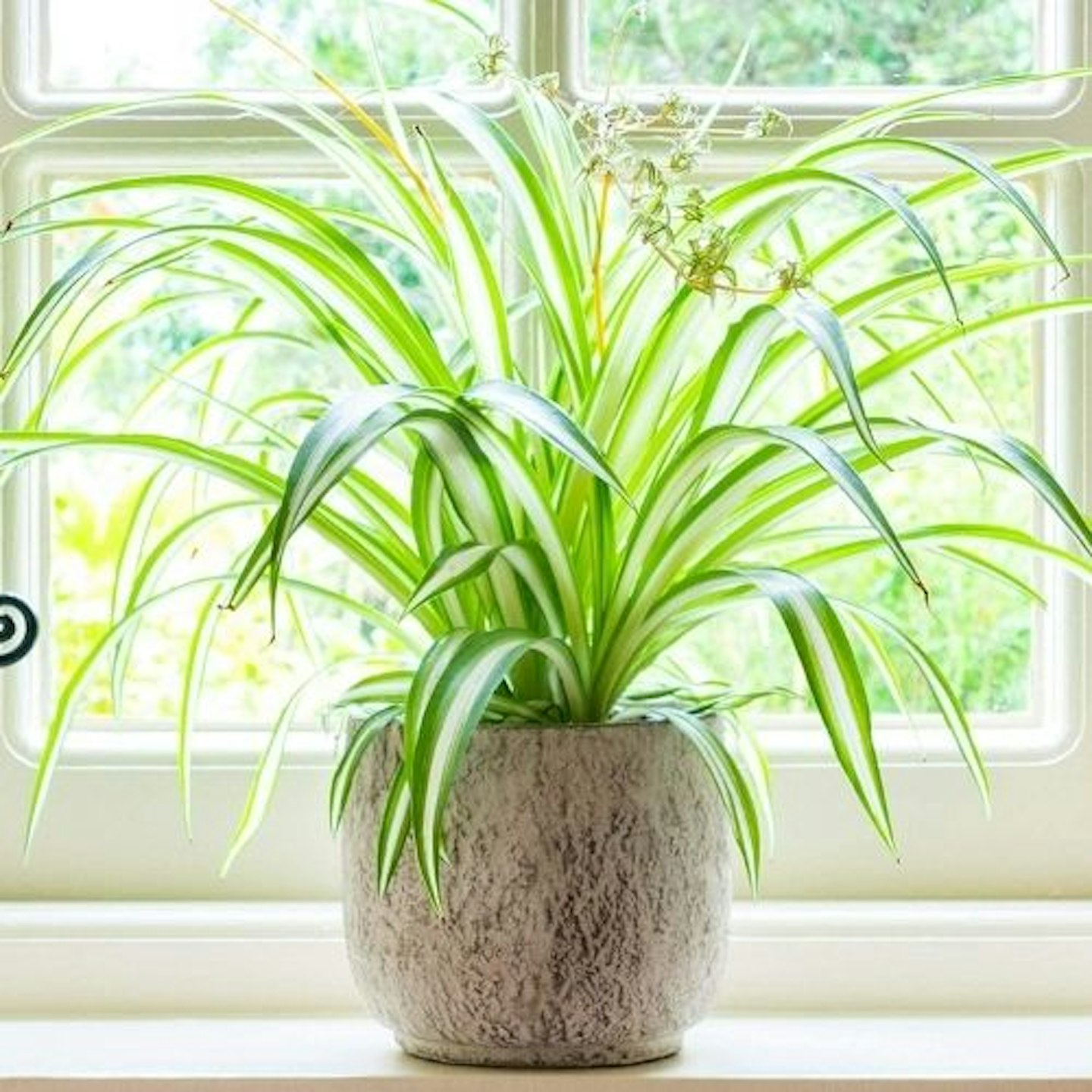 Chlororphytum Variegatum 'Spider Plant', 20-30cm with Pot