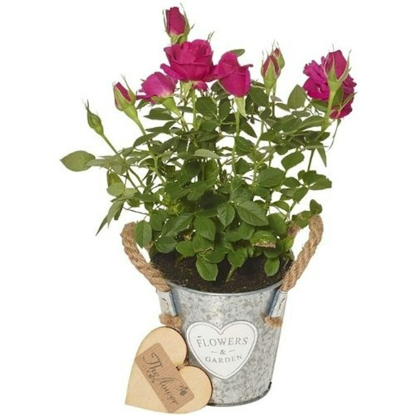 The Flower Rooms- Mini Bright Pink Rose Plant