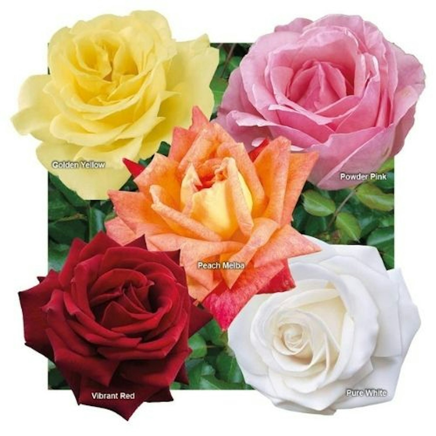 YouGarden Hybrid Tea Rose Collection, x5 bare root bushes