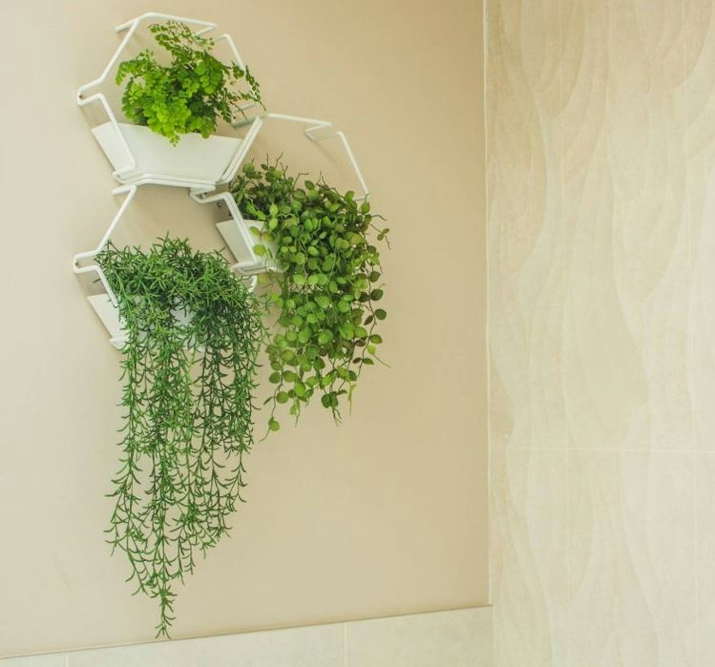 Indoor Wall Plant Display