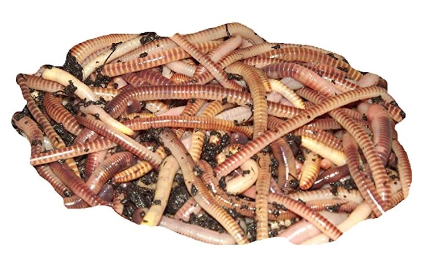 Tiger Worms from Yorkshire Worms