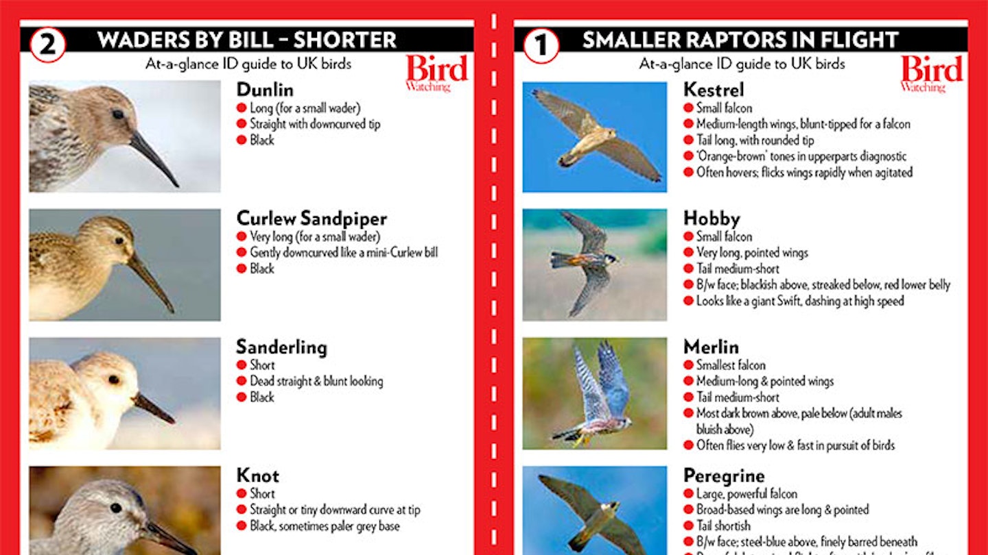 Bird ID cards