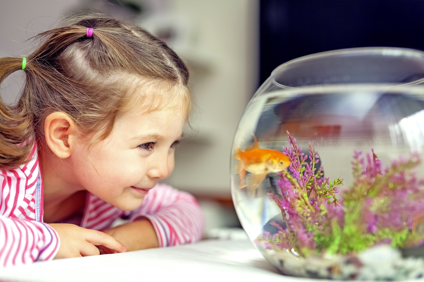 Little girl with goldfish