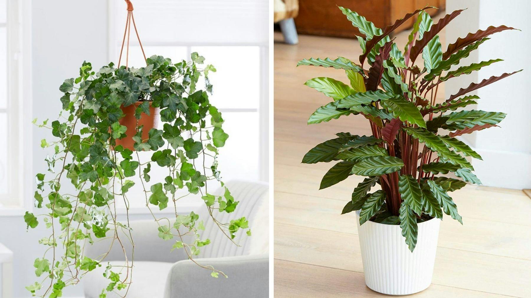 11 easy house plants to brighten up your home Life Yours