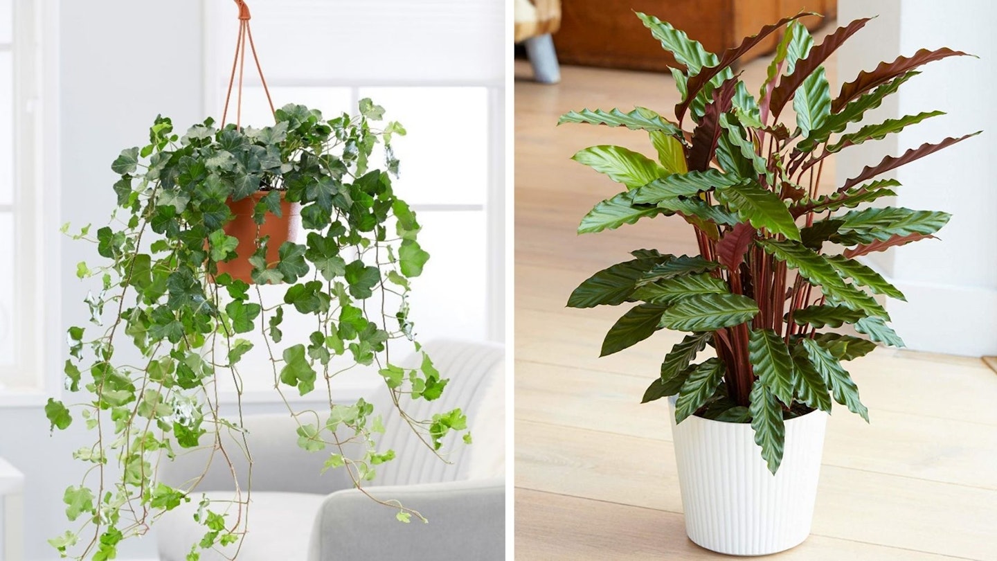 Easy house plants