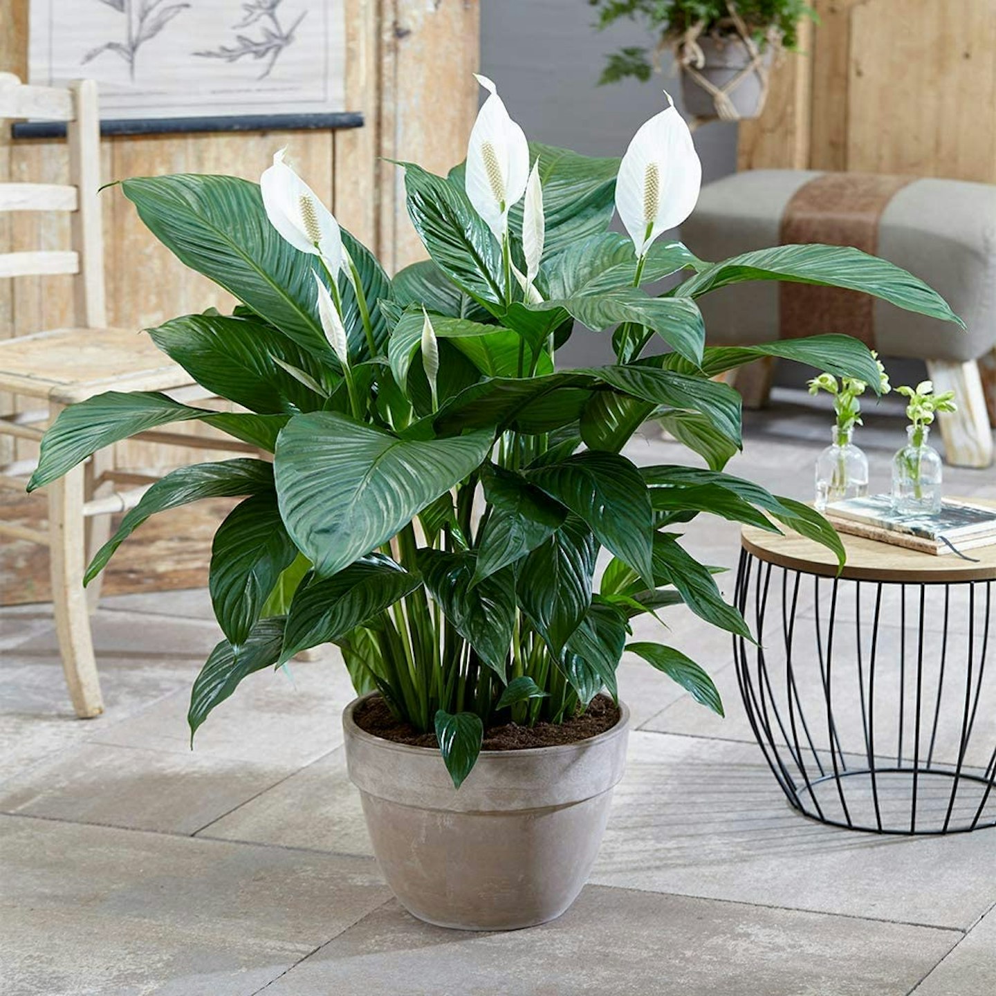 Spathiphyllum (Peace Lily)
