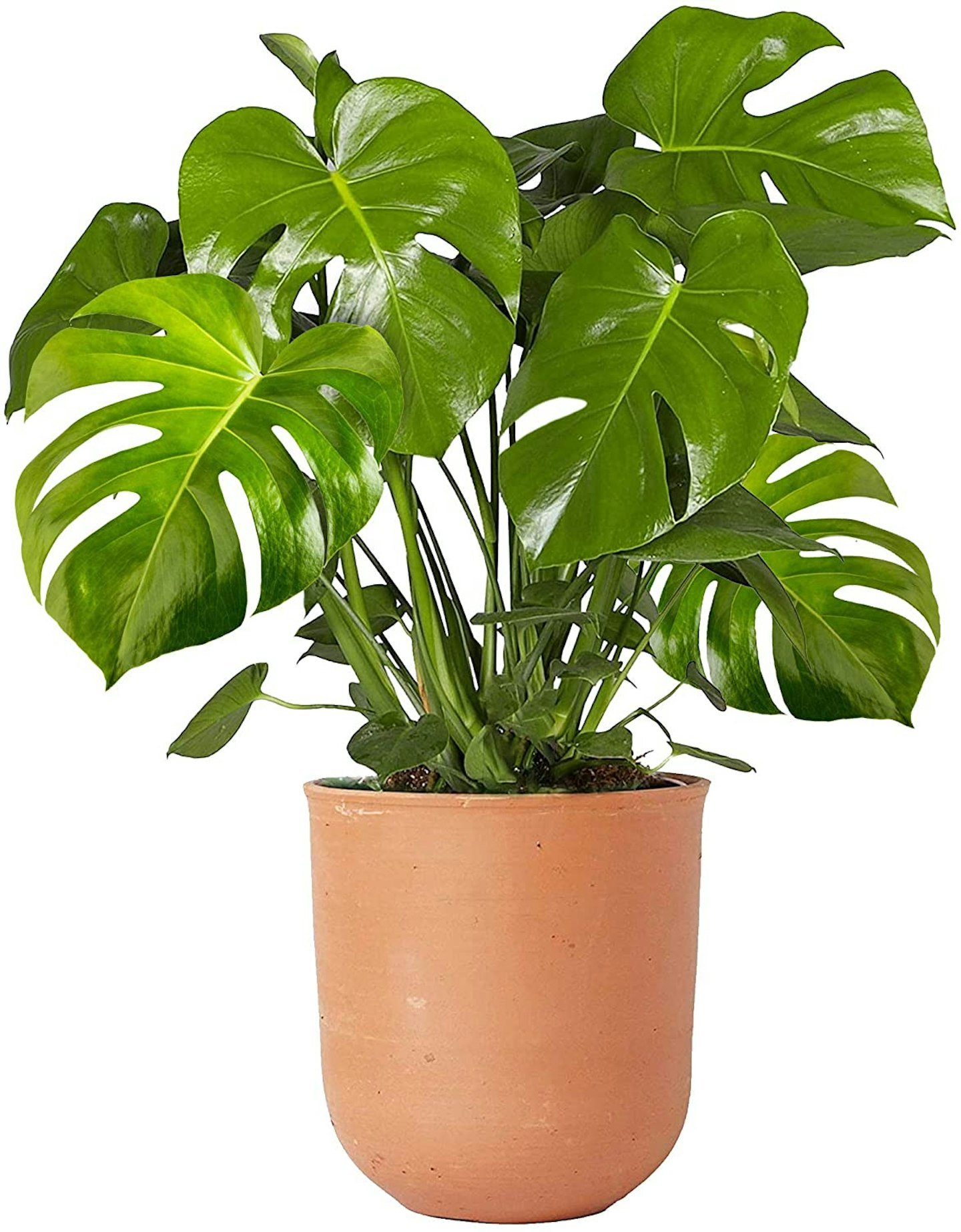 Monstera Deliciosa (Swiss Cheese Plant)