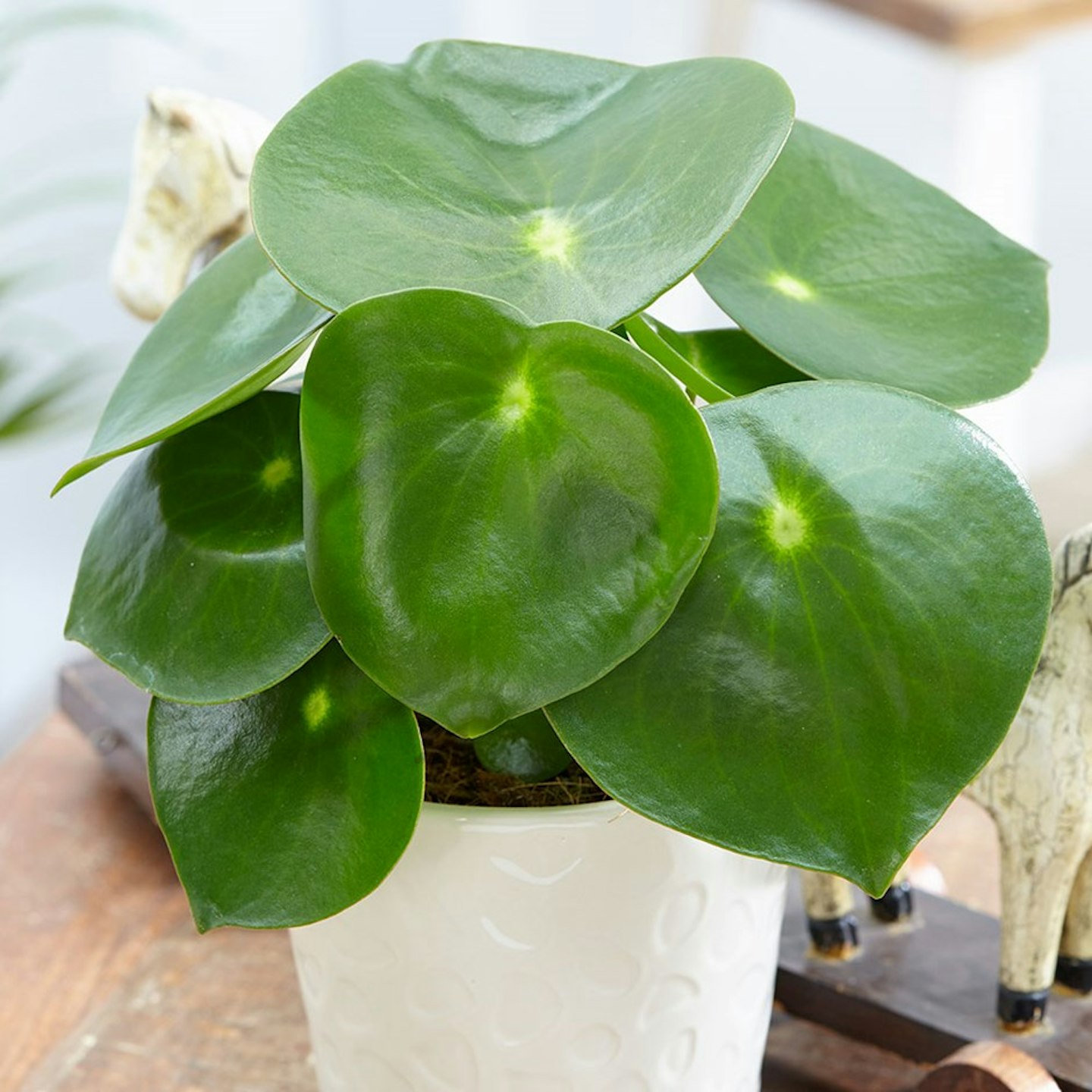 Peperomia Polybotrya (Raindrop)