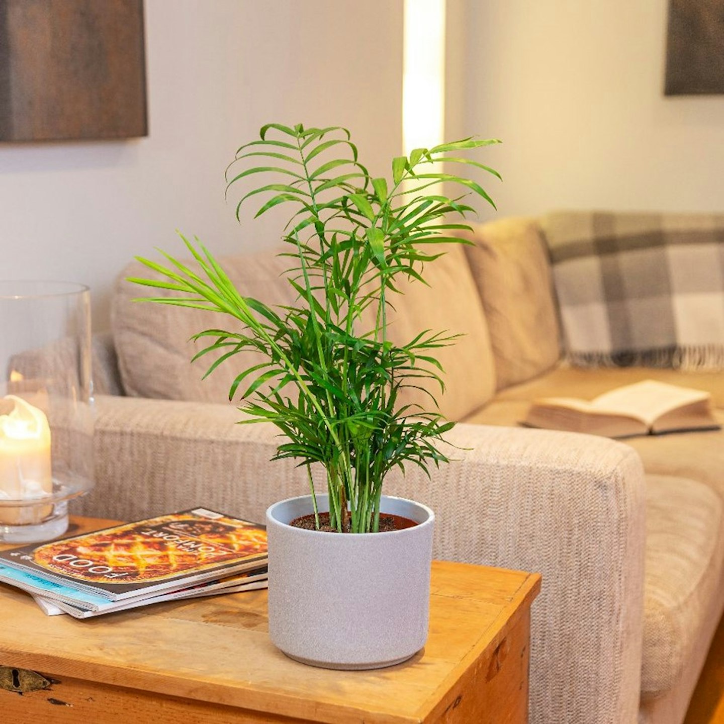 Chamaedorea Elegans (Parlour Palm)