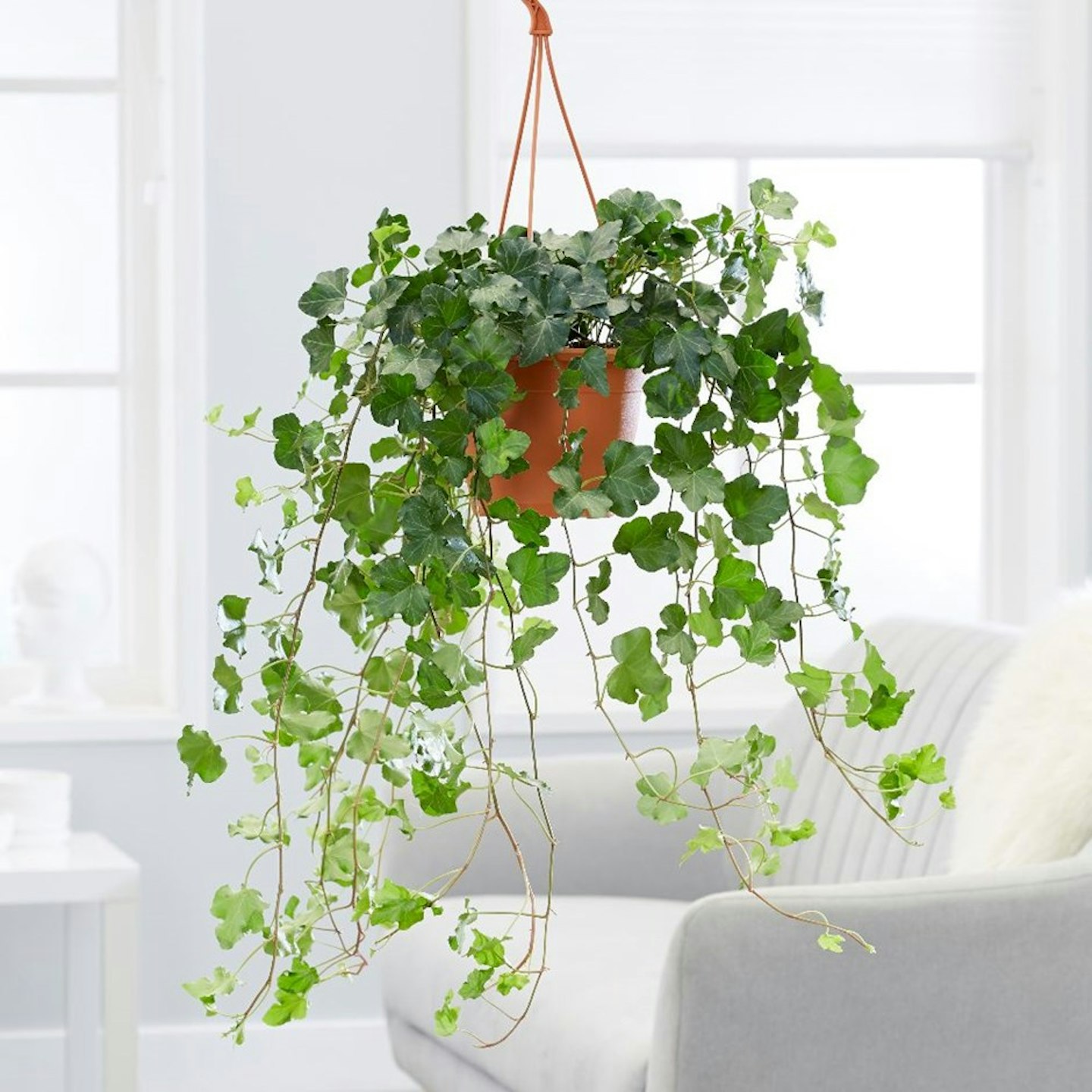 Hedera Helix (English Ivy)