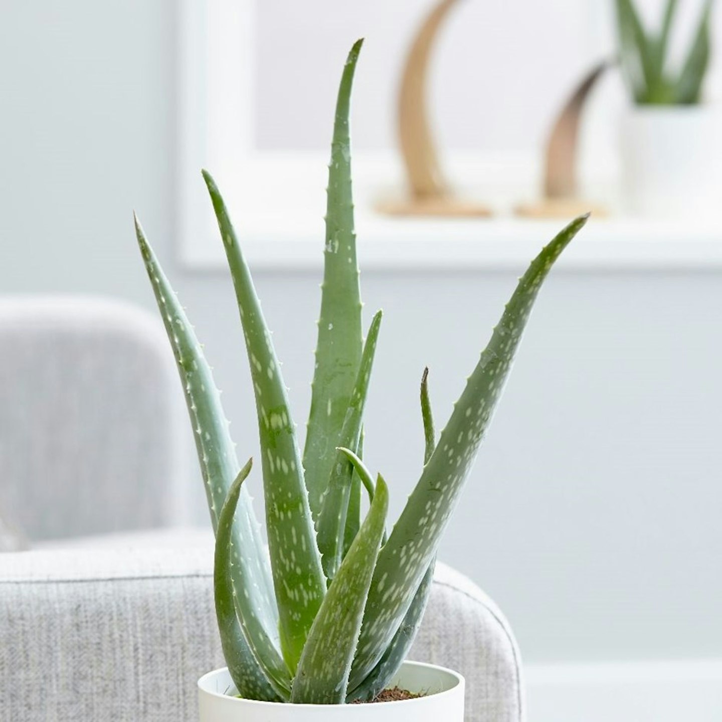 Aloe Vera (Aloe Barbadensis)