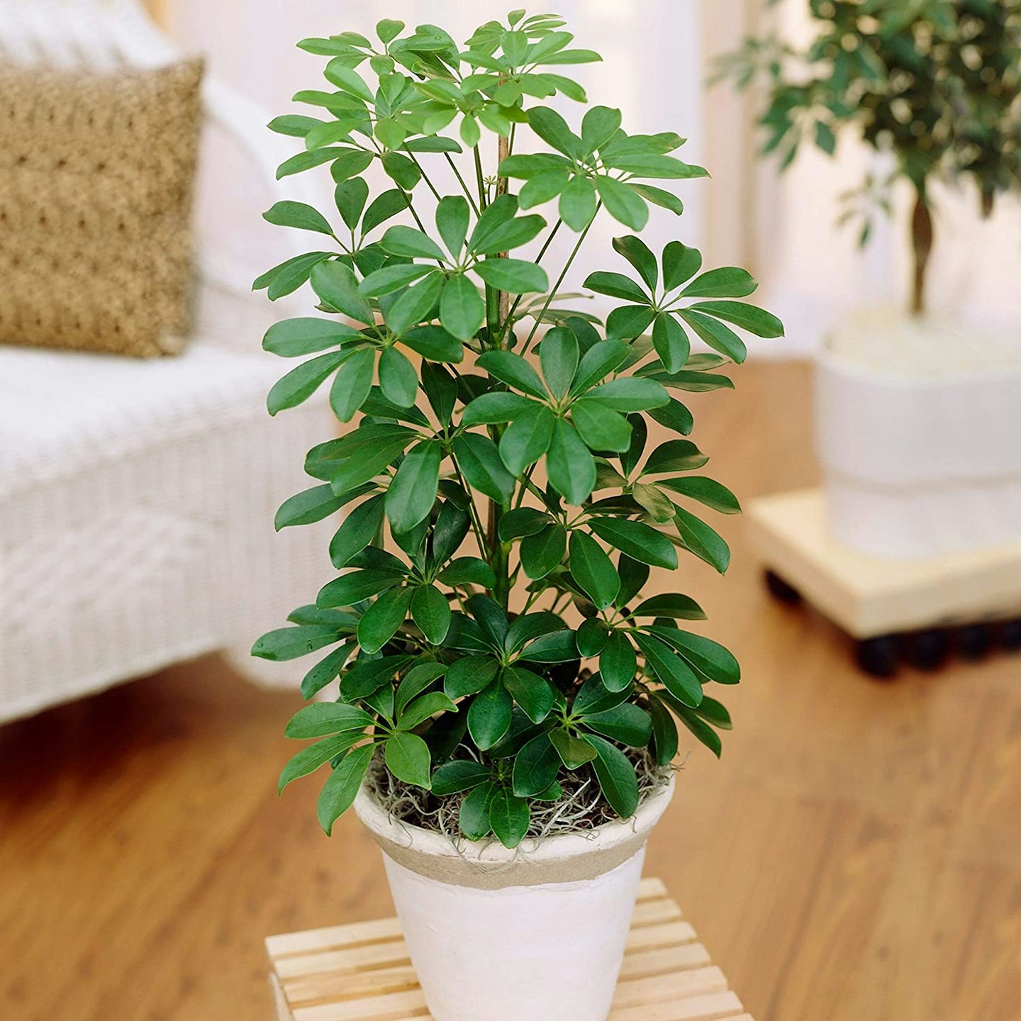 Schefflera (Umbrella Plant)