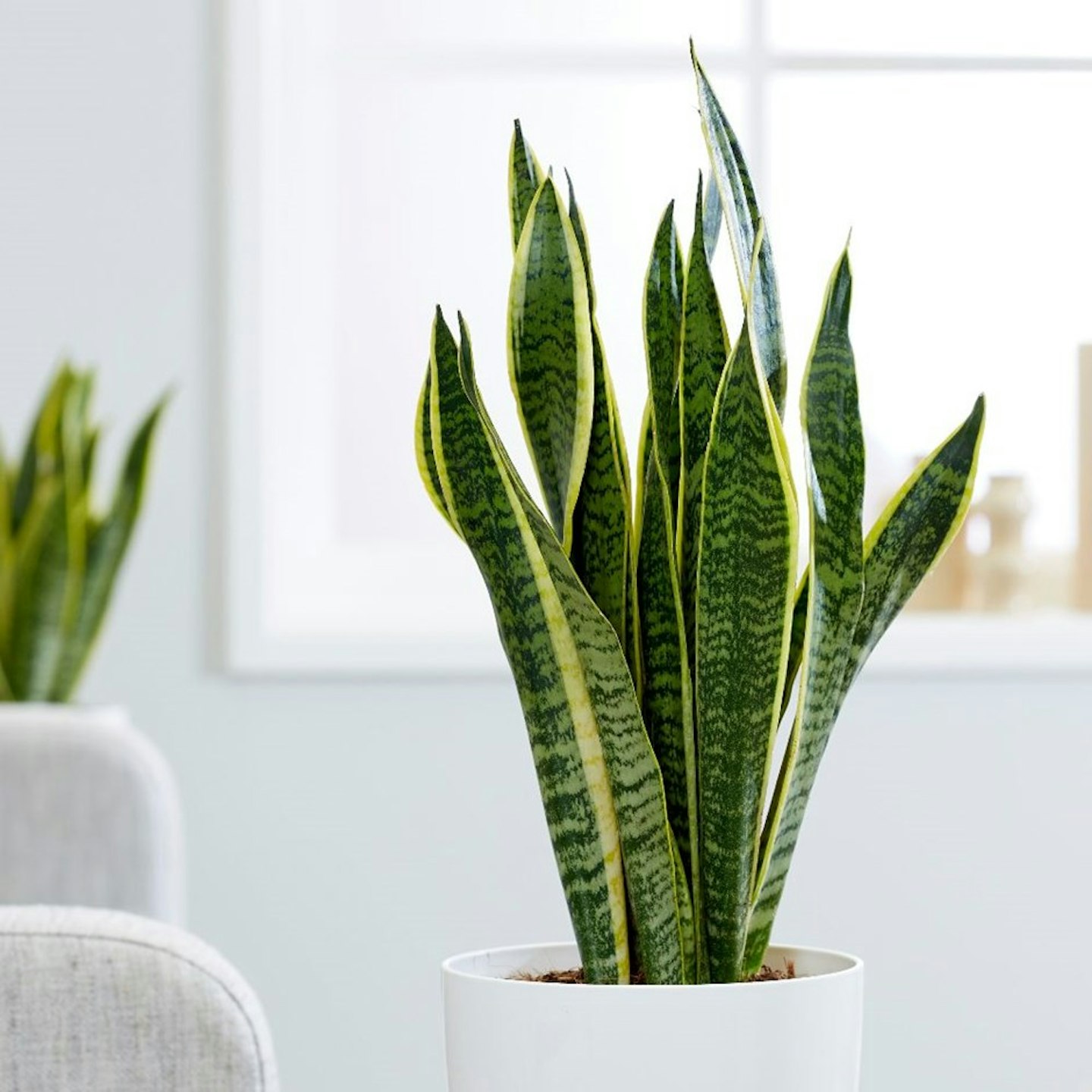 Sansevieria Laurentii (Snake Plant)