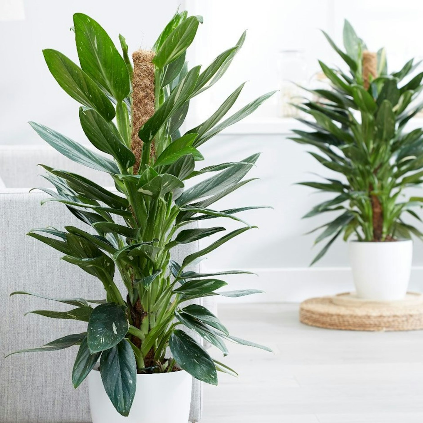 Philodendron Cobra