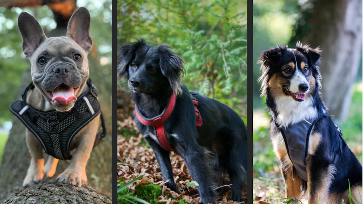 Three dogs in the best dog harnesses