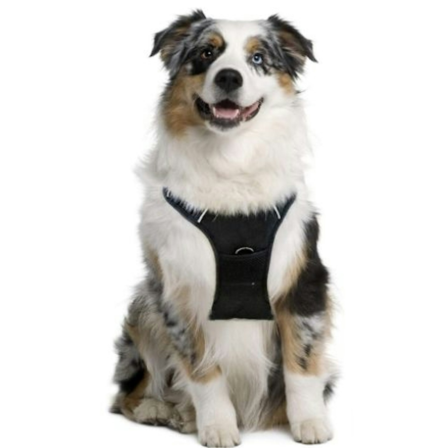 Vikaster No-Pull Dog Harness on dog