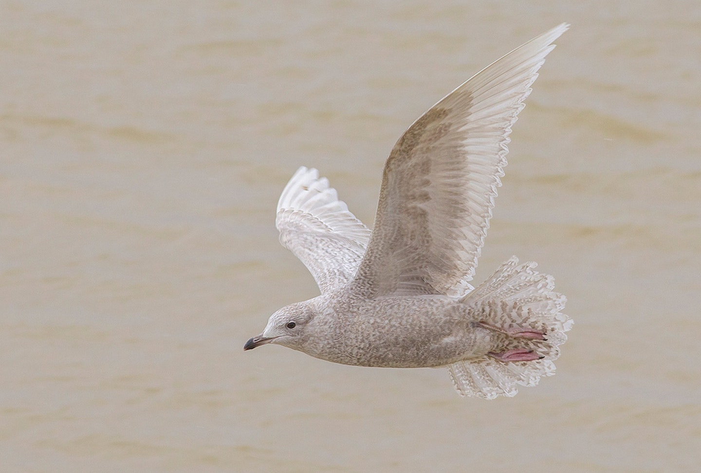 Iceland Gull
