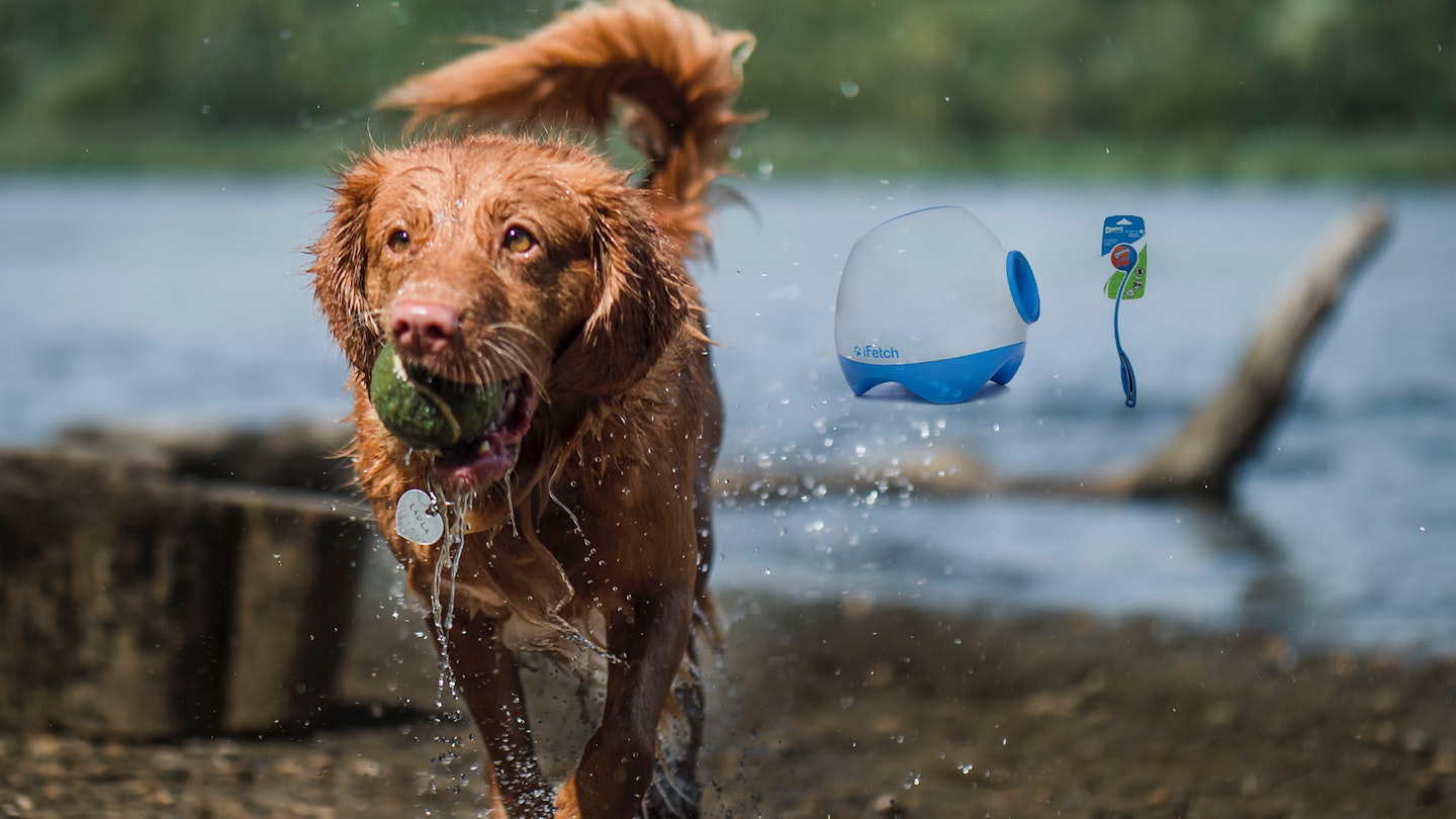 Dog fetching a tennis ball at the river with two dog ball launcher products in the background