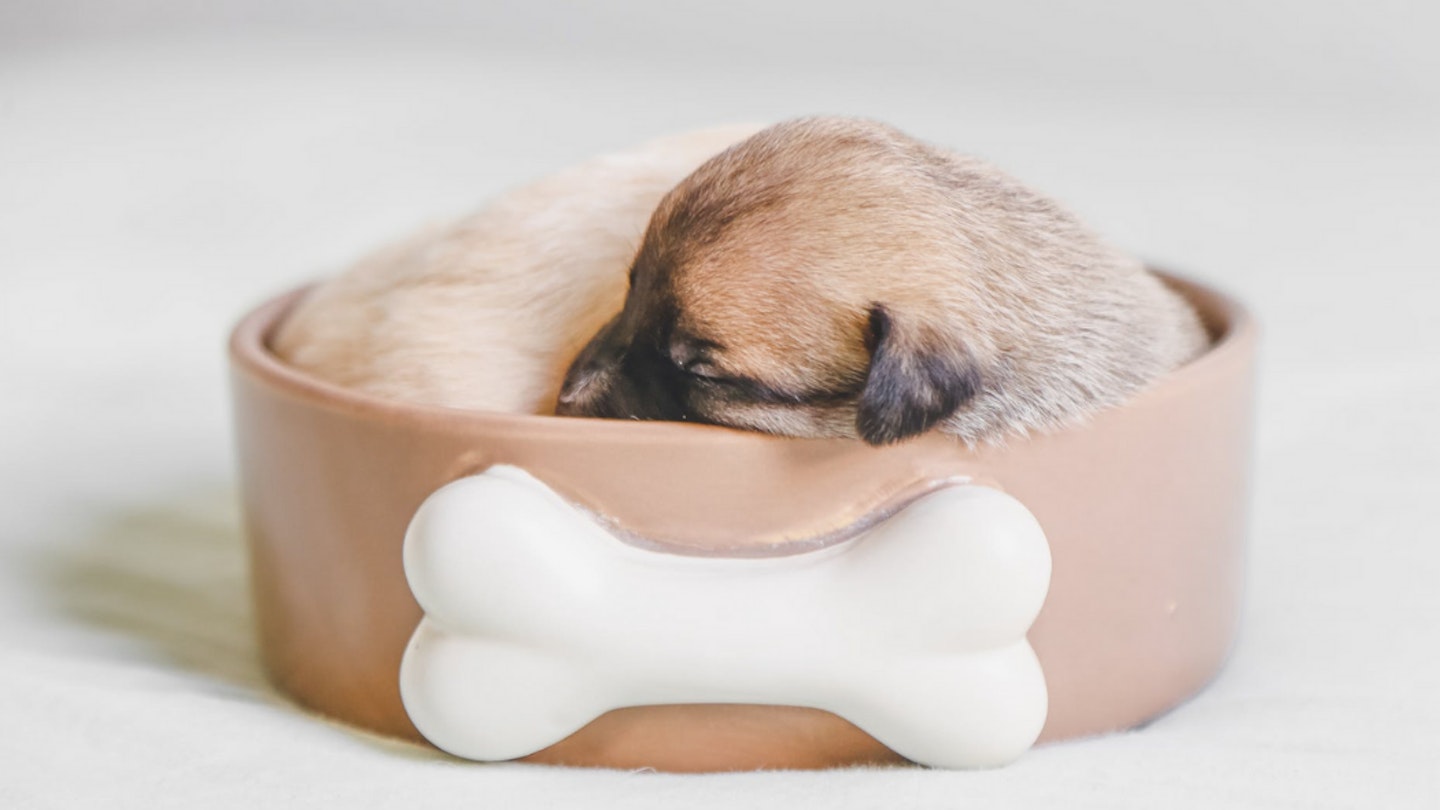 Puppy in a ceramic bowl