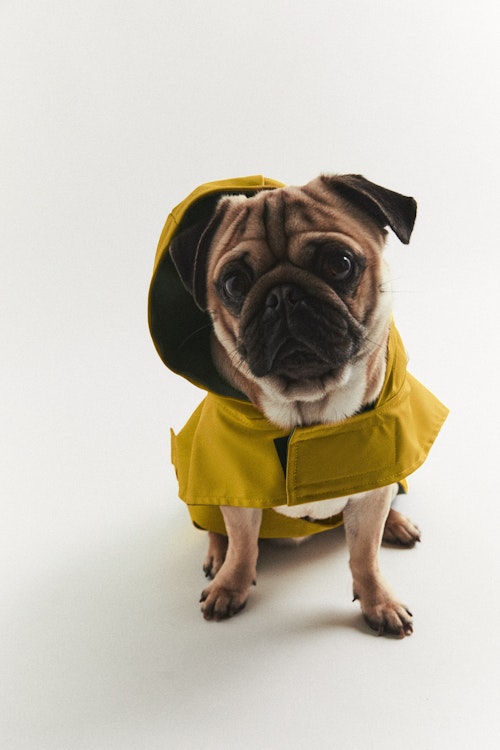 Zara’s New Collection Is For Your Dog, To Ensure They’re As Well ...