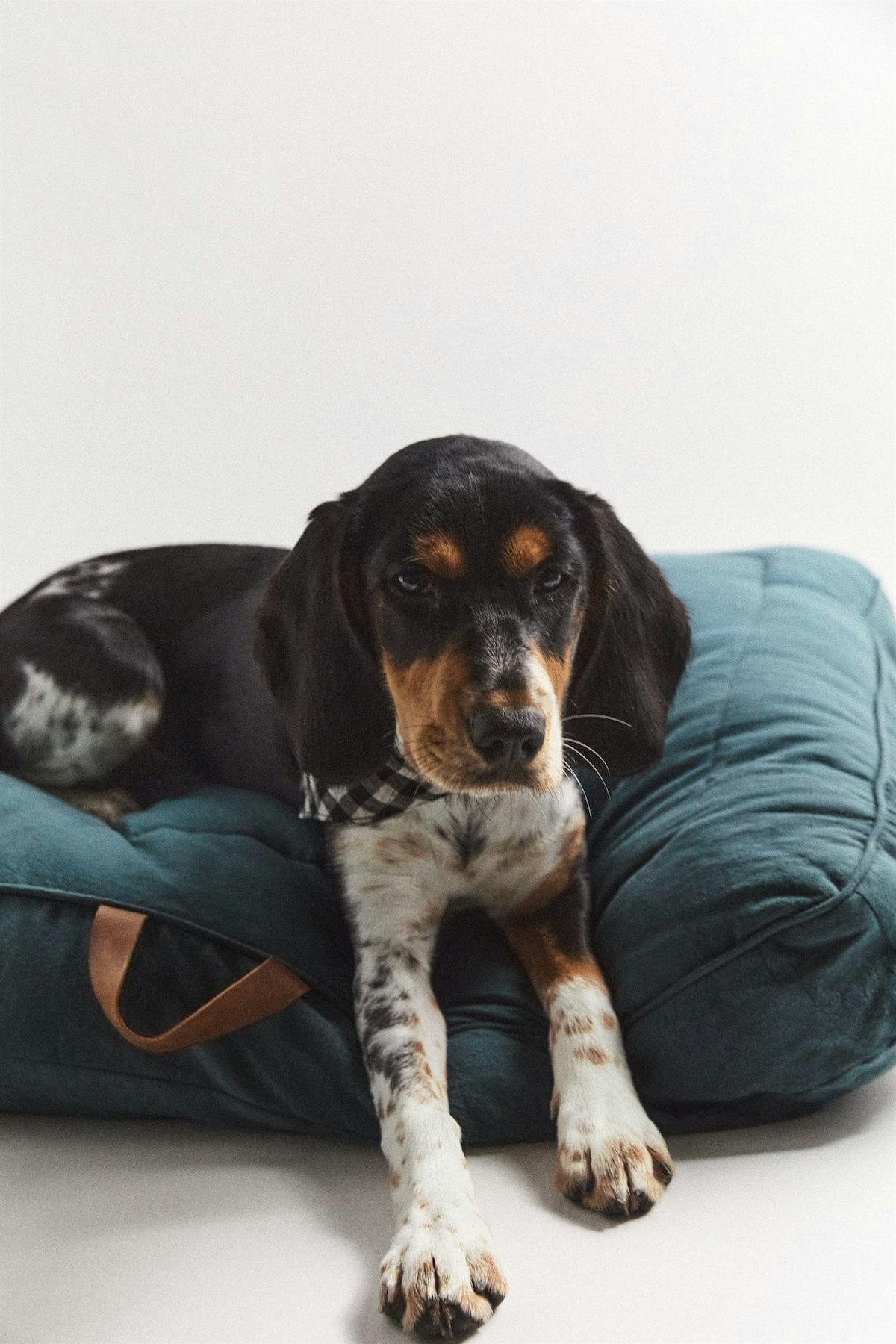 Zara Dog Clothes For Your Pet