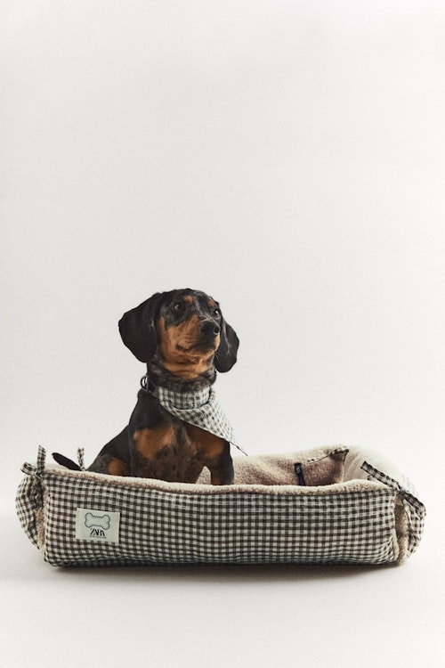Zara’s New Collection Is For Your Dog, To Ensure They’re As Well