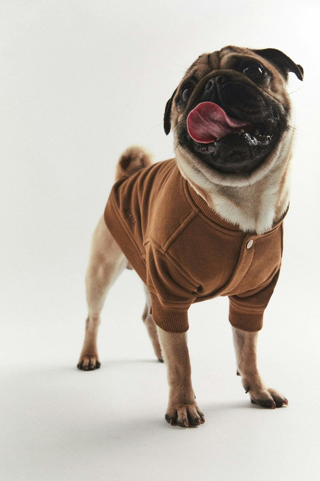 zara pet coat