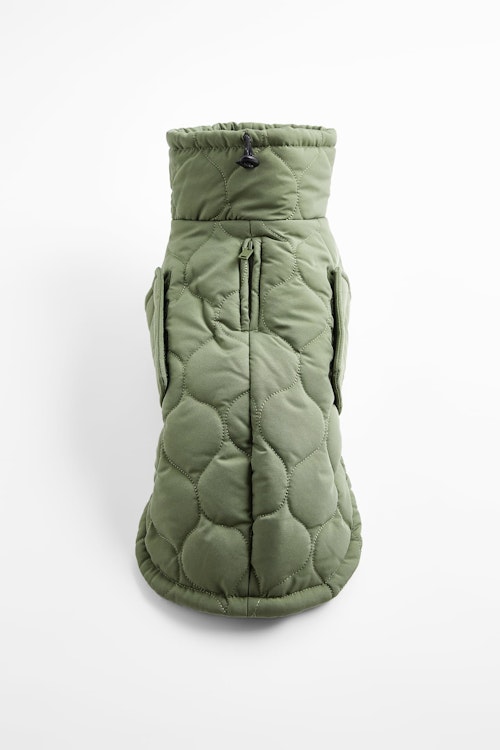 Zara’s New Collection Is For Your Dog, To Ensure They’re As Well