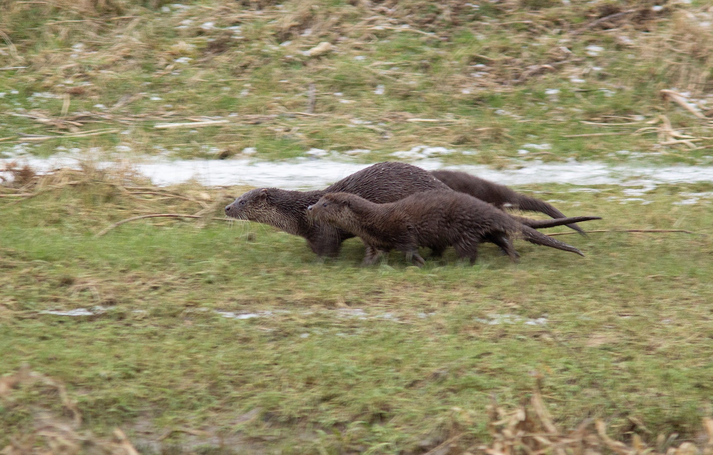Otters