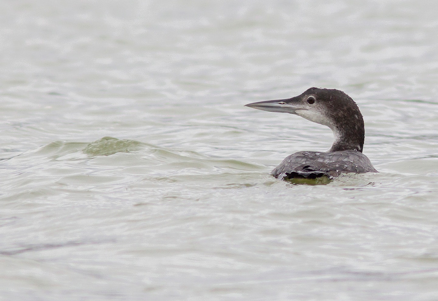 Great Northern Diver