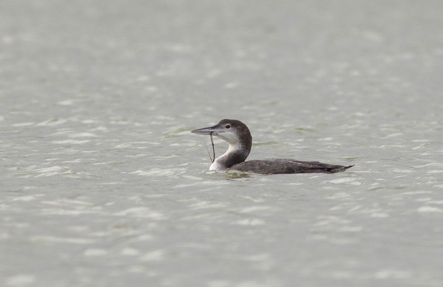 Great Northern Diver