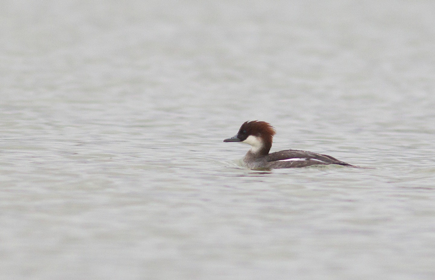 Redhead Smew