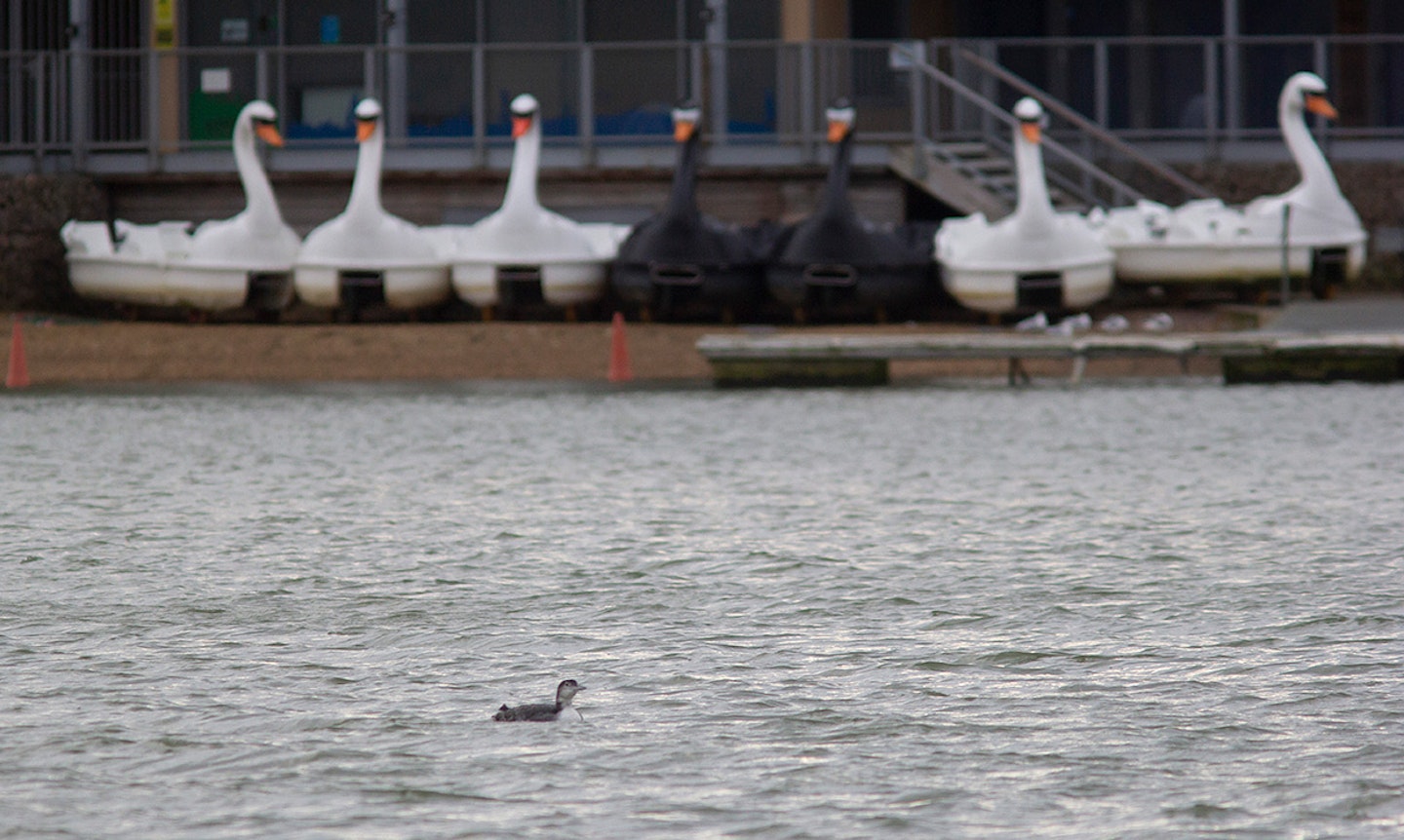 Great Northern Diver