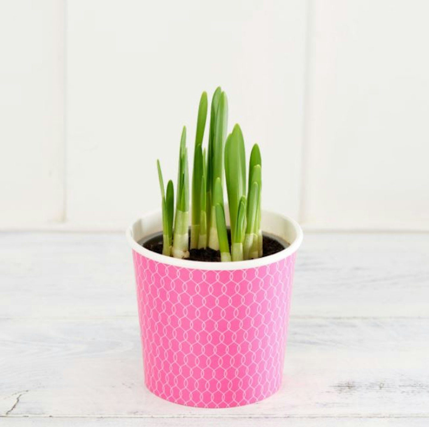 Sainsburyu2019s Tete a Tete Potted Daffodil Bulbs