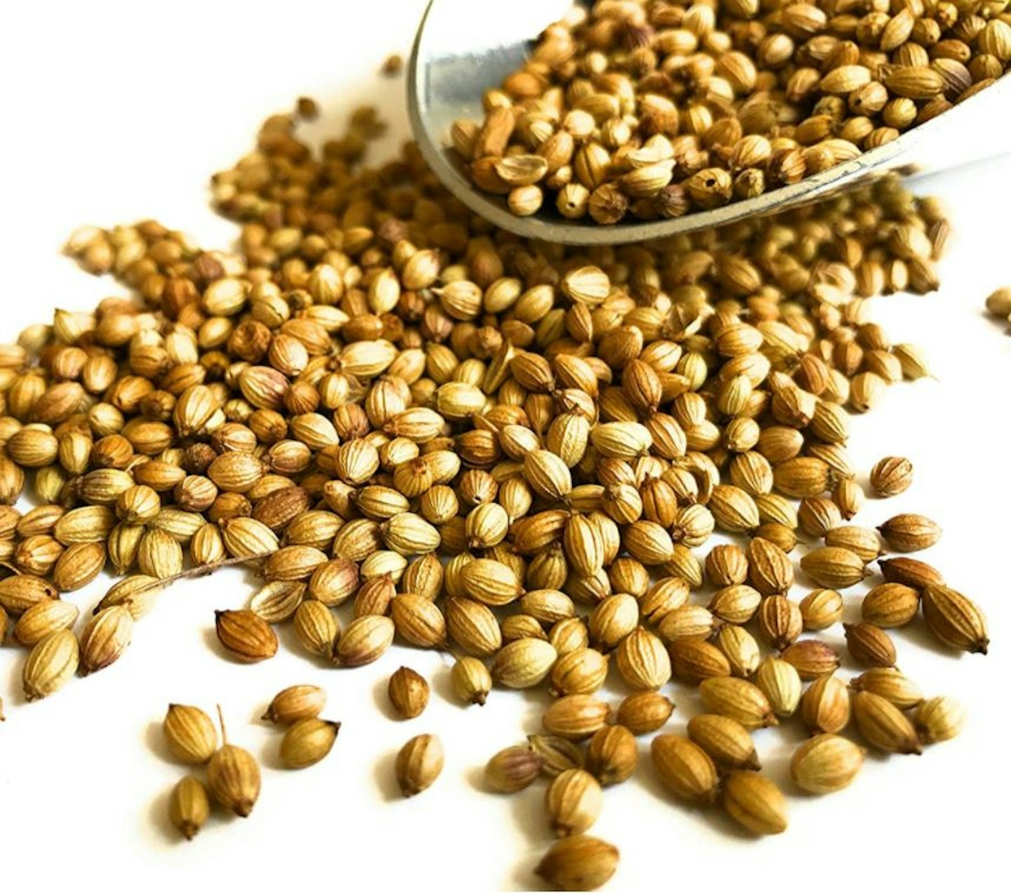 Whole Coriander Seeds