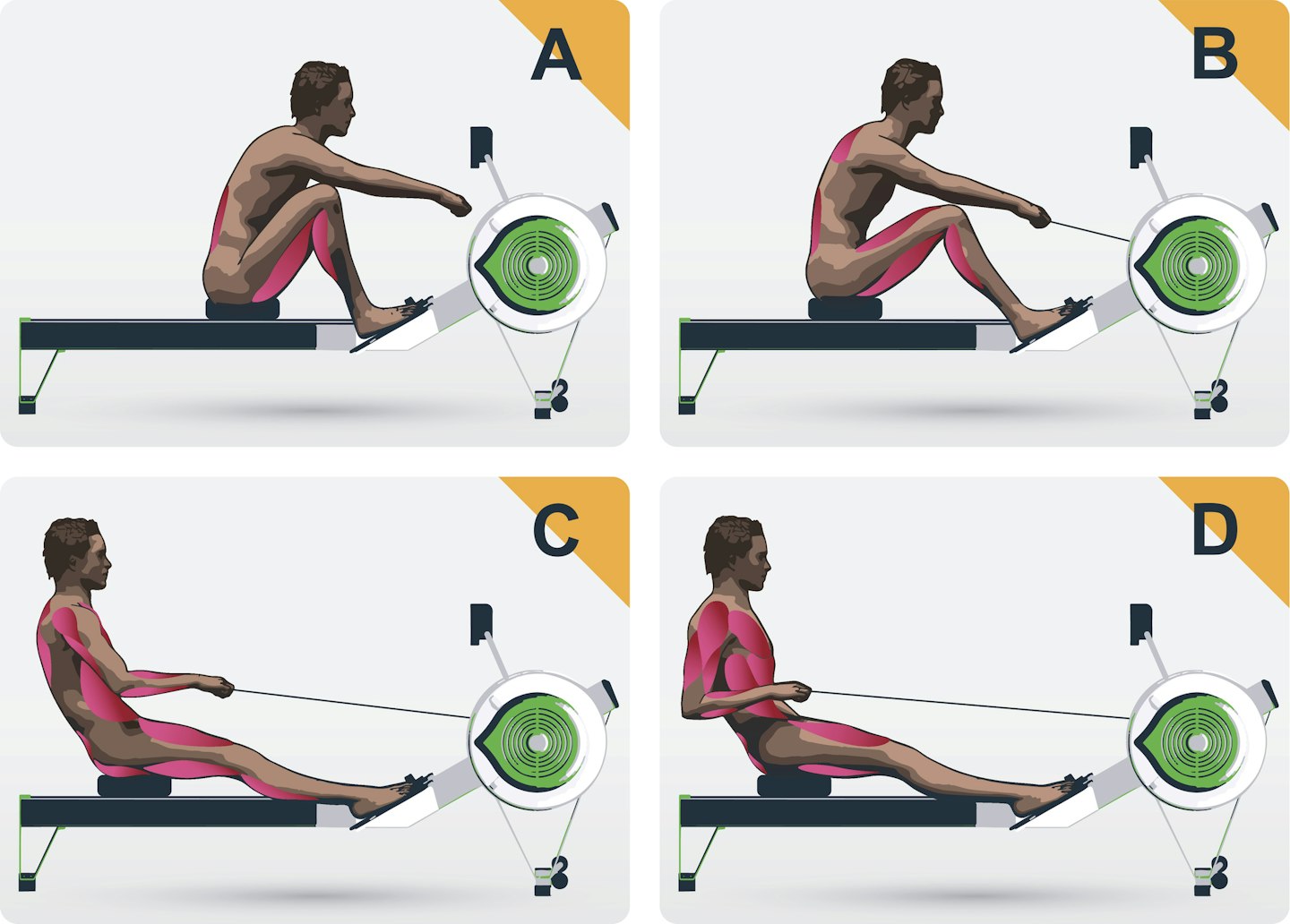 Diagram of muscle groups used on a rowing machine